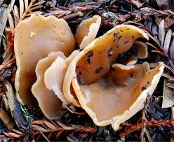 Attēlu rezultāti vaicājumam “Peziza repanda”