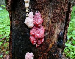 Attēlu rezultāti vaicājumam “Amaurochaete atra”