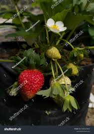 Attēlu rezultāti vaicājumam “Fragaria x ananassa fruit”