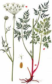 Attēlu rezultāti vaicājumam “Laserpitium prutenicum”