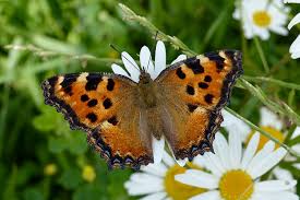 Attēlu rezultāti vaicājumam “Nymphalis polychloros upperside”