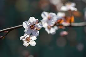 Attēlu rezultāti vaicājumam “Cerasus flower”