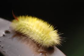 Attēlu rezultāti vaicājumam “Calliteara pudibunda”