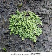 Attēlu rezultāti vaicājumam “Radula complanata sporophyte”