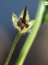 Attēlu rezultāti vaicājumam “Geranium bohemicum bud”