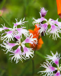 Image result for Dianthus superbus