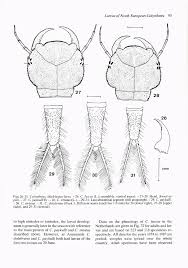 Attēlu rezultāti vaicājumam “Colymbetes paykulli”