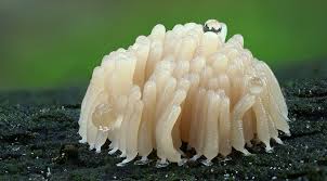 Attēlu rezultāti vaicājumam “Stemonitopsis amoena macro”