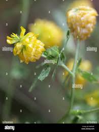 Attēlu rezultāti vaicājumam “Trifolium aureum leaf”