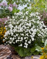 Image result for Achillea Ptarmica