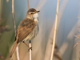 Image result for Acrocephalus agricola