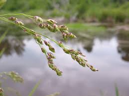 Attēlu rezultāti vaicājumam “Glyceria striata”