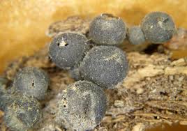 Attēlu rezultāti vaicājumam “Lycogala succineum macro”