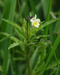Attēlu rezultāti vaicājumam “Viola arvensis bud”