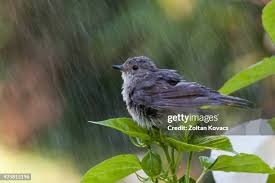Attēlu rezultāti vaicājumam “Muscicapa striata juvenile”