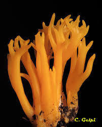 Attēlu rezultāti vaicājumam “Calocera viscosa”