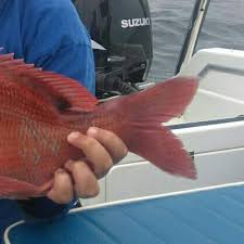 Image result for Chrysoblephus cristiceps