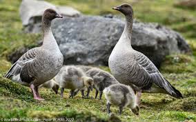 Attēlu rezultāti vaicājumam “Anser brachyrhynchus”