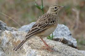 Image result for Anthus godlewskii