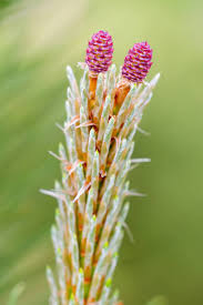 Attēlu rezultāti vaicājumam “Pinus sylvestris female flower”