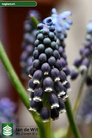 Attēlu rezultāti vaicājumam “Muscari neglectum”