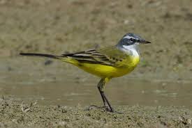 Attēlu rezultāti vaicājumam “Motacilla flava flava adult”