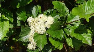 Attēlu rezultāti vaicājumam “Sorbus intermedia”