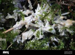 Attēlu rezultāti vaicājumam “Sebacina incrustans”