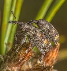 Attēlu rezultāti vaicājumam “Pissodes castaneus”