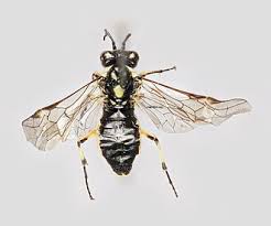 Attēlu rezultāti vaicājumam “Rhogogaster picta”