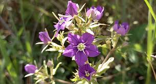 Image result for Legousia speculum-veneris