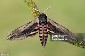 Attēlu rezultāti vaicājumam “Sphinx ligustri”