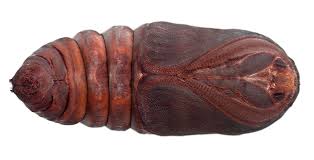 Attēlu rezultāti vaicājumam “Saturnia pavonia cocoon”