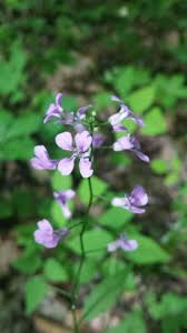 Attēlu rezultāti vaicājumam “Lunaria rediviva bud”
