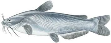 Image result for Ictalurus furcatus