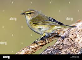 Attēlu rezultāti vaicājumam “Phylloscopus collybita”