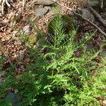 Attēlu rezultāti vaicājumam “Cardamine impatiens fruit”