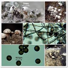 Attēlu rezultāti vaicājumam “Diderma roanense spores”