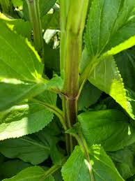 Attēlu rezultāti vaicājumam “Scrophularia umbrosa”