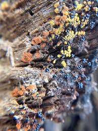 Attēlu rezultāti vaicājumam “Badhamiopsis scripta spores”