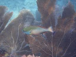 Image result for Sparisoma aurofrenatum