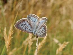 Attēlu rezultāti vaicājumam “Maculinea teleius”