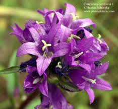 Attēlu rezultāti vaicājumam “Campanula cervicaria bud”