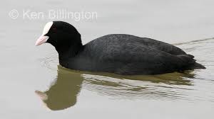 Attēlu rezultāti vaicājumam “Fulica atra”