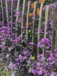 Image result for Lunaria annua