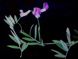 Attēlu rezultāti vaicājumam “Lathyrus palustris”