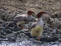 Attēlu rezultāti vaicājumam “Mergus merganser juvenile”