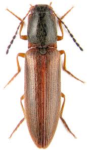 Attēlu rezultāti vaicājumam “Harminius undulatus”