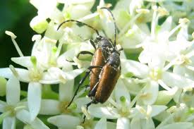 Attēlu rezultāti vaicājumam “Paracorymbia maculicornis”