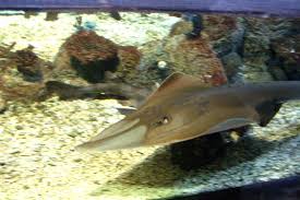 Image result for Glaucostegus cemiculus